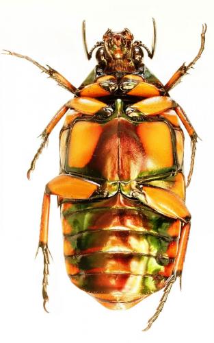 Réf. 192 930 : Agestrata orichalca